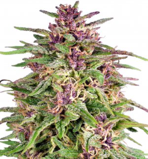 Семена Dutch Passion Seeds Frisian Dew (Феминизированные)