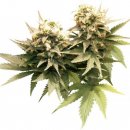 Dutch Passion Seeds Masterkush (Феминизированные)