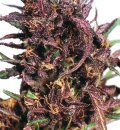 Dutch Passion Seeds Purple #1 (Феминизированные)