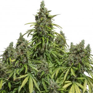 Семена Dutch Passion Seeds AutoMazar (Автоцветущие феминизированные)
