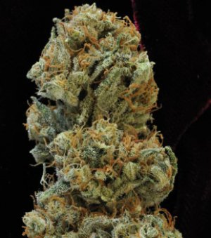 Семена Mandala Seeds 8 Miles High (Обычные)