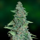 Barney's Farm Seeds Honey B (Феминизированные)