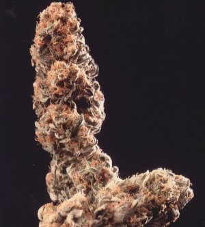 Семена KC Brains Afghani Special <sup>®</sup> (Обычные)