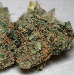 Семена KC Brains California Special <sup>®</sup> (Обычные)