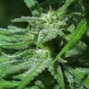 KC Brains White K.C. <sup>®</sup> (Феминизированные)