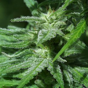 Семена KC Brains White K.C. <sup>®</sup> (Обычные)