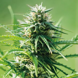 Семена Barney's Farm Seeds Sweet Tooth (Феминизированные)