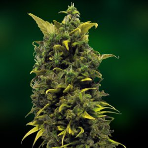 Семена Barney's Farm Seeds Blue Cheese (Феминизированные)