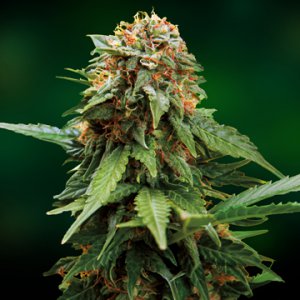 Семена Barney's Farm Seeds Tangerine Dream (Феминизированные)