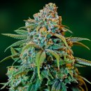 Barney's Farm Seeds Liberty Haze (Феминизированные)