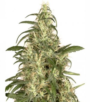 Семена Dutch Passion Seeds Skunk #11 (Феминизированные)