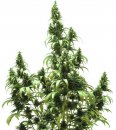 Dutch Passion Seeds AutoBlueberry (Автоцветущие феминизированные)