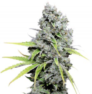 Семена Dutch Passion Seeds CBD SkunkHaze (Феминизированные)