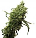 Dutch Passion Seeds Dark Delight (Феминизированные)