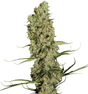 Семена Dutch Passion Seeds Jorge's Diamonds #1 (Феминизированные)