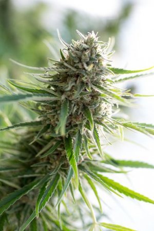 Семена Dinafem Seeds Critical Mass CBD (Феминизированные)