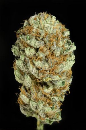Семена Dinafem Seeds Blue Kush (Феминизированные)