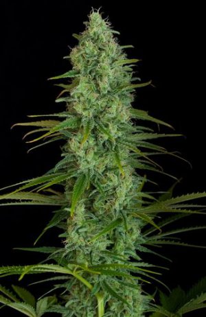 Семена Dinafem Seeds Critical Jack (Феминизированные)