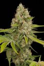 Dinafem Seeds OG Kush (Феминизированные)