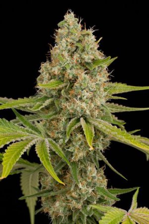 Семена Dinafem Seeds OG Kush (Феминизированные)