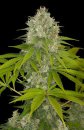 Dinafem Seeds Power Kush (Феминизированные)