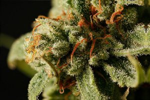 Семена Dinafem Seeds Sweet Deep Grapefruit (Феминизированные)