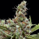 Barney's Farm Seeds CBD Blue Shark (Феминизированные)