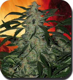 Семена Buddha Seeds Deimos (Автоцветущие феминизированные)