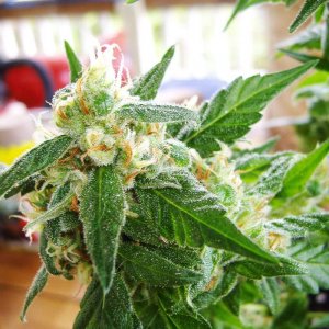 Семена Nirvana Seeds Auto AK-48 (Автоцветущие феминизированные)