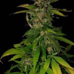 Семена KC Brains Double D <sup>®</sup> (Обычные)