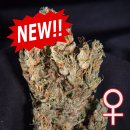 KC Brains Lemon Sputnik <sup>®</sup> (Автоцветущие феминизированные)