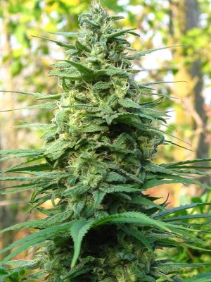 Семена KC Brains LEDA UNO <sup>®</sup> (Обычные)