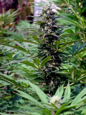 Семена KC Brains T.N.R. <sup>®</sup> (Обычные)