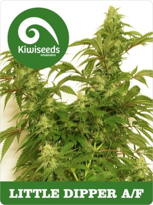 Семена Kiwi Seeds Little Dipper AF (Автоцветущие феминизированные)