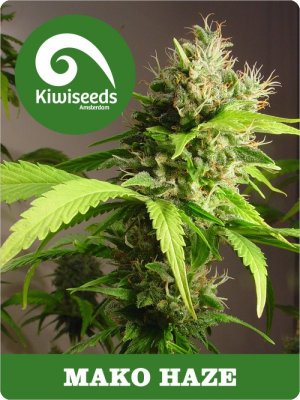 Семена Kiwi Seeds Mako Haze (Обычные)