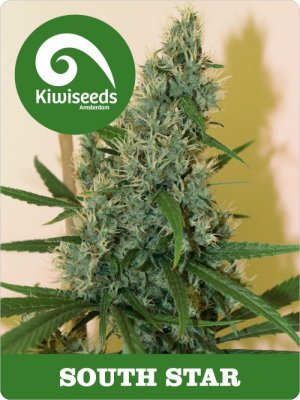 Семена Kiwi Seeds South Star (Обычные)