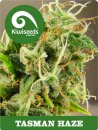 Kiwi Seeds Tasman Haze (Феминизированные)