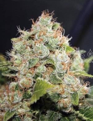 Семена Medical Seeds BCN Sour Diesel