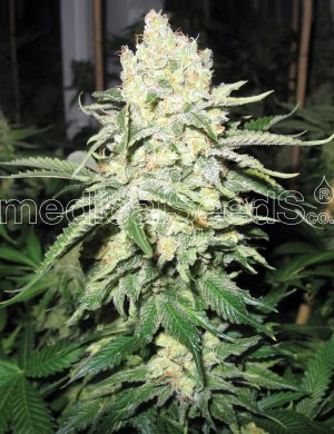 Семена Medical Seeds No Name (Феминизированные)