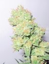Medical Seeds Y Griega CBD (Феминизированные)