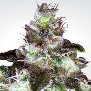 Семена Paradise Seeds Original White Widow (IBL) (Феминизированные)