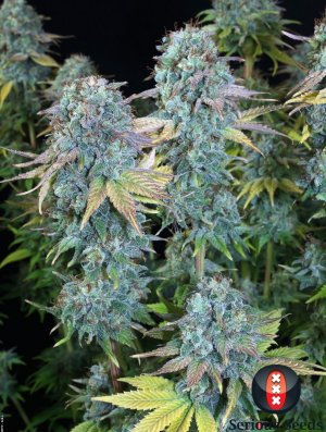 Семена Serious Seeds Serious Happiness (Обычные)