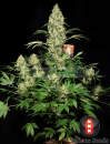 Serious Seeds AK-47 (Феминизированные)