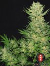 Serious Seeds Double Dutch (Феминизированные)
