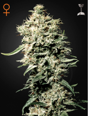 Семена Green House Seed Co. White Rhino (Феминизированные)