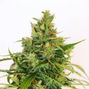 Kannabia Seeds Amnesi-K Lemon (Феминизированные)