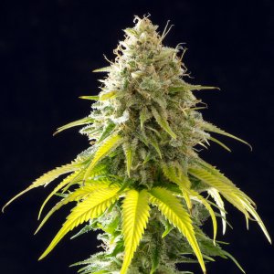 Семена Kannabia Seeds Mataro Blue (Феминизированные)