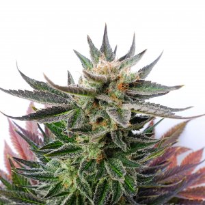 Семена Kannabia Seeds Sativa Dream (Феминизированные)