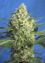 Sweet Seeds Jack 47 XL Auto ® (Автоцветущие феминизированные)