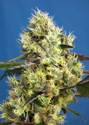 Семена Sweet Seeds Sweet Gelato Auto ®